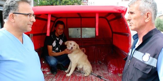 Kaybettiği Köpeğini Tesadüfen İzlediği Görüntülerde Buldu