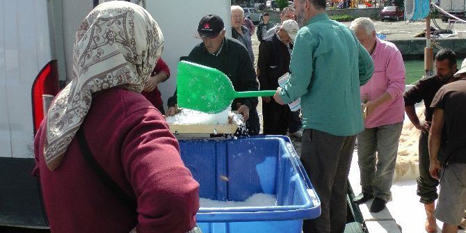 Karadeniz Kasabasında Balık Bolluğu