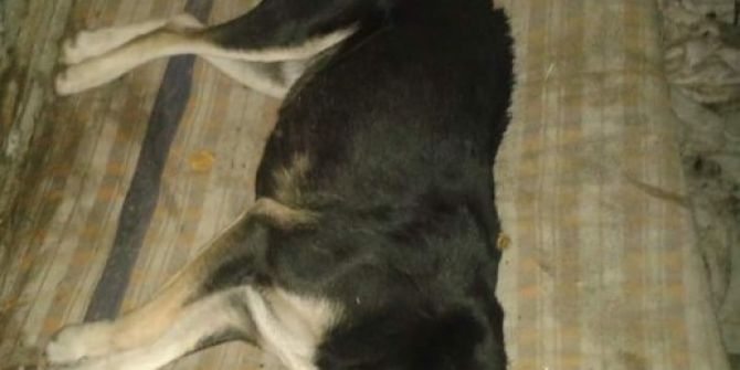 Kastamonu’da 6 Köpek Zehirlenerek Telef Oldu