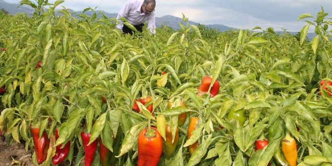 Kırmızı Biber Güldürdü
