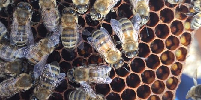 Yenipazar’da Arıcılığa Kadın Eli Değdi