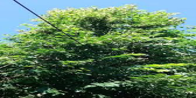 Göynük Çamlıca Köyü