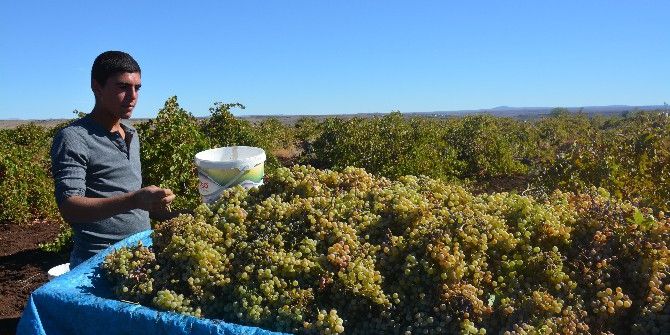 Bağ Bozumunda Toplanan Üzümler, Geleneksel Yöntemlerle Pekmez Yapılıyor
