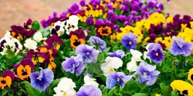 Hercai Nedir, Hercai Ne Anlama Geliyor