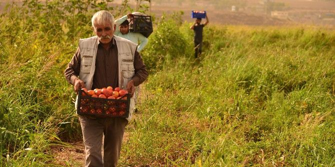 Kent Bostanı’nda Son Mahsul Toplanıyor