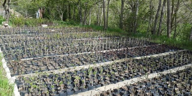 Bingöl’de Fidan Üretimi Pazar Arıyor