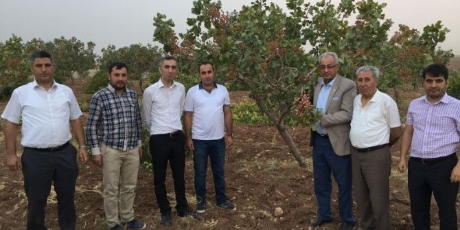 Kurtalan’da Fıstık Ve Elma Hasadı Yapıldı