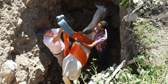 Ardahan’da Çukura Düşen At, Traktöre Bağlanan Halat Yardımıyla Kurtarıldı