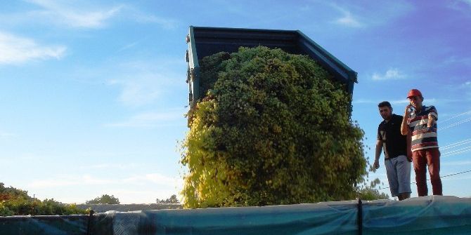 Sarıgöl’de Şaraplık Üzüm Alımı Hız Kazandı