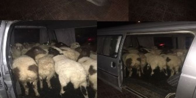 Denizli’de Hayvan Hırsızlarına Operasyon: 2 Gözaltı