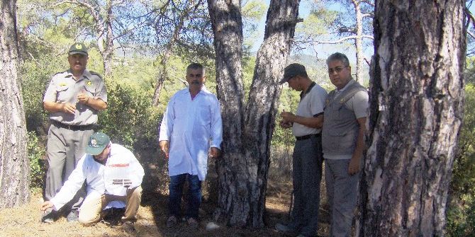 Bin 250 Adet Zararlı Kabuk Böceği Yırtıcısı Ormana Bırakıldı