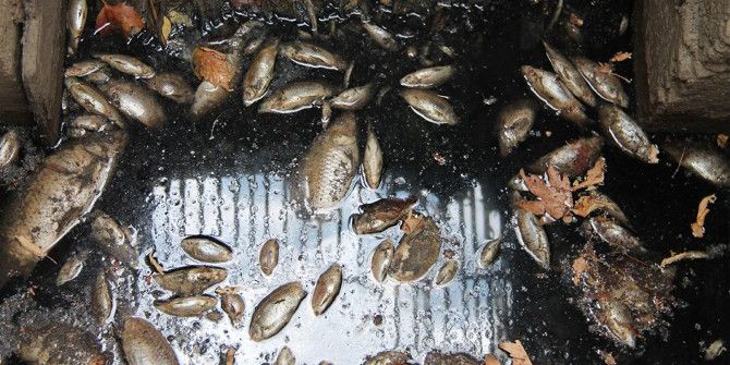 Kokunun Nedeni Balık Ölümleri