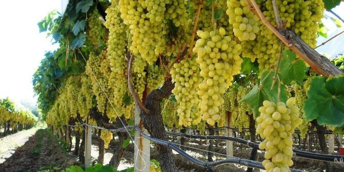 Sarıgöl’de Üzüm Bağları Örtülmeye Başlandı