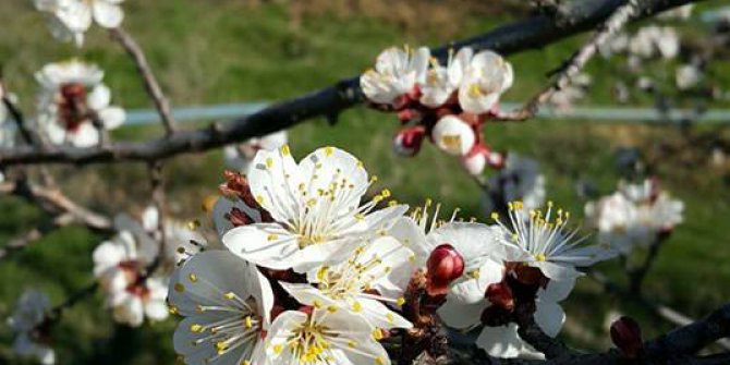 Baskil Aladikme Köyü