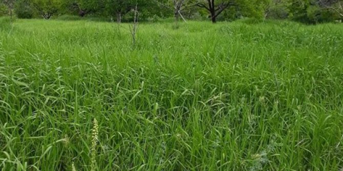 Baskil Aşağıkuluşağı Köyü