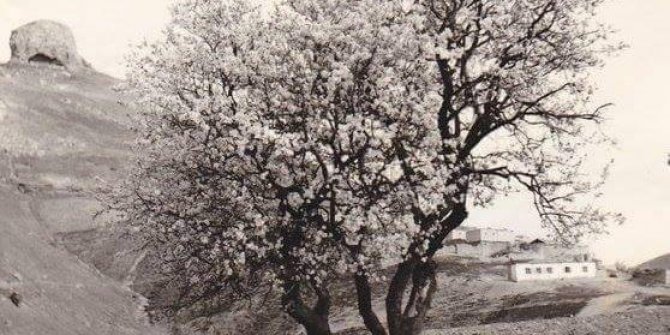 Baskil Bozoğlak Köyü