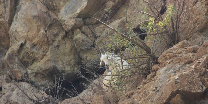Karakoçan Alayağmur Köyü
