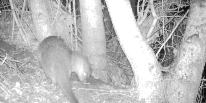 Zonguldak’ta Fotokapanla Su Samuru Görüntülendi