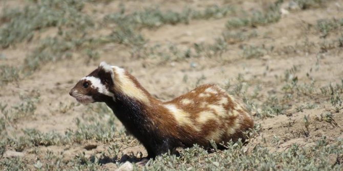 Alaca Sansar’ı Objektiflere Takıldı