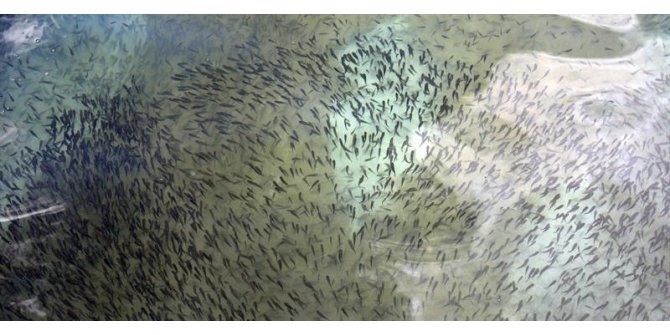 Bakanlık 727 Göle 5.1 Milyon Sazan Balığı Yavrusu Bırakacak