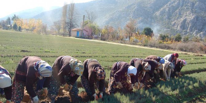 Türkiye İlk Defa Suni Yoldan Ardıç Fidanı Üretti
