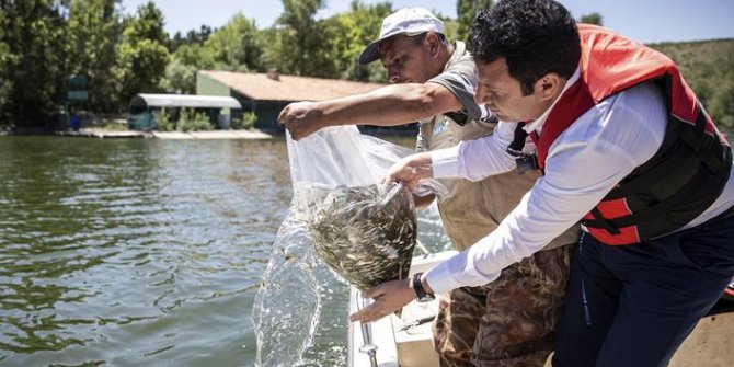 Ankara’da Sazan Yavruları Göletle Buluştu