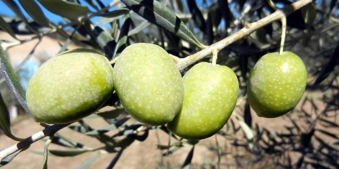 Zeytine Dekar Başına 100 Tl Destek