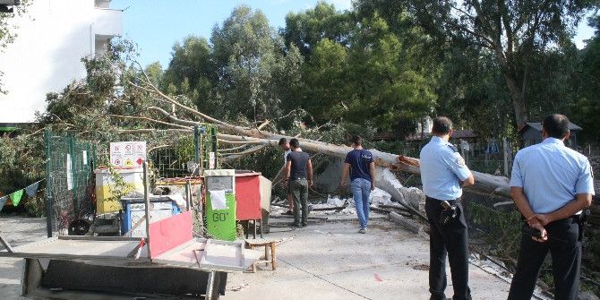 İş Makinesinin Köklediği Ağaç Benzin İstasyonuna Devrildi