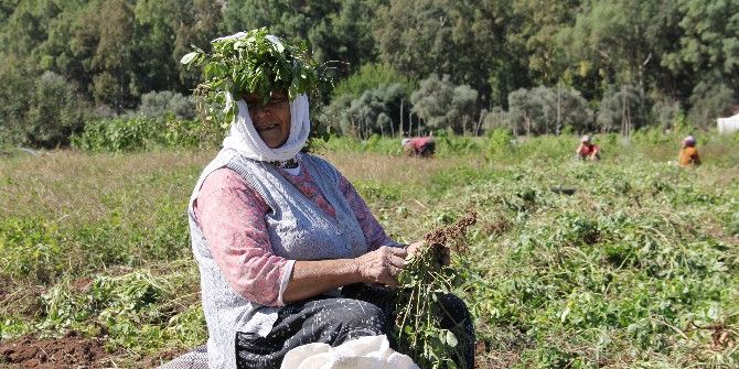 Türkiye’nin En Lezzetli Doğal Fıstığı Marmaris’te Yetişiyor