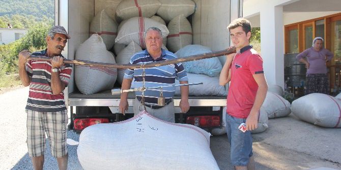 Yüzyıldır Geçim Kaynakları Defne Yaprağı