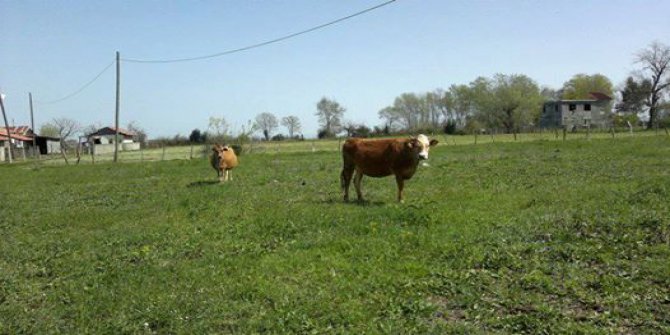 Bafra Erenuşağı Köyü