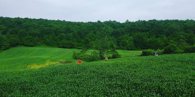 Bafra Gökçekent Köyü