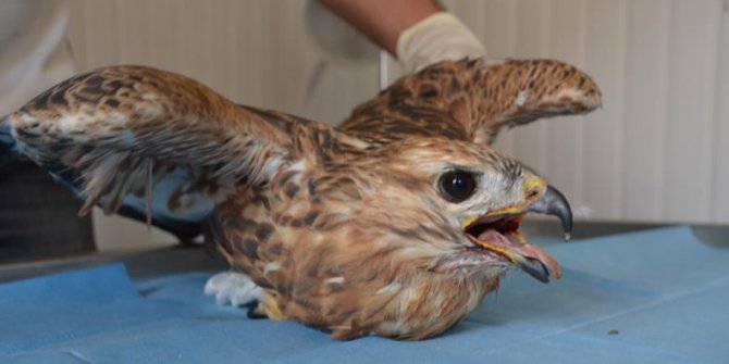 Yaban Hayvanlarına Yardım Eli