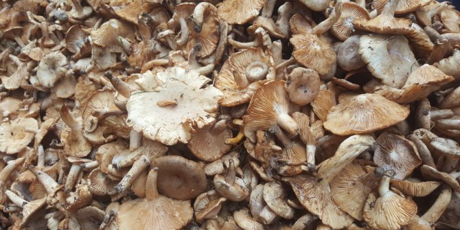 Fındık Mantarı (Kirmiti) Tezgahlarda Yerini Aldı