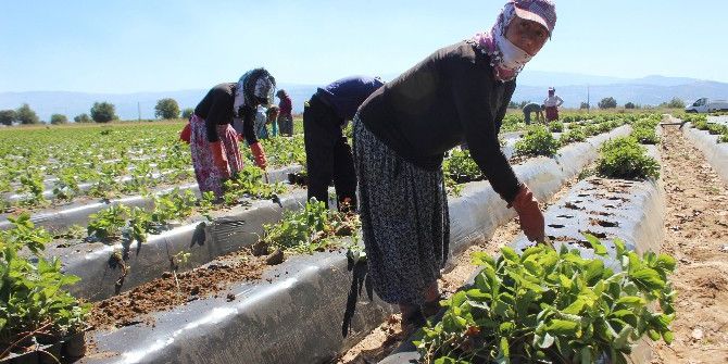 Cumhurbaşkanı Erdoğan Putin İle El Sıkıştı, Çilek Tarlaları Şenlendi
