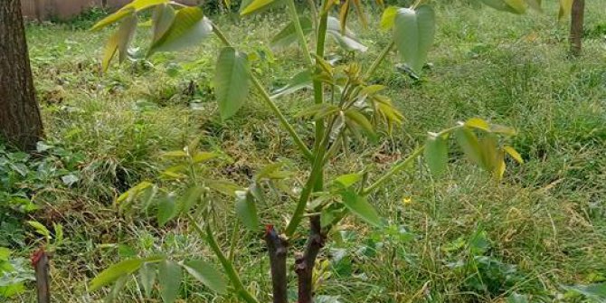 Çarşamba Ahubaba Köyü