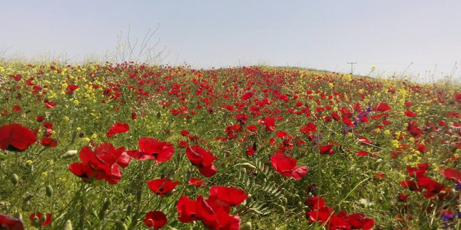Bismil Boyacı Köyü