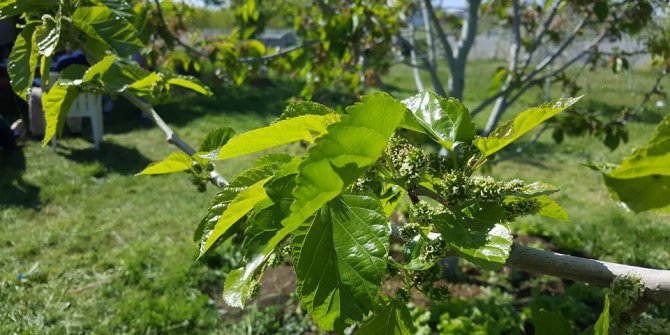 Çarşamba Akkuzulu Köyü