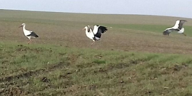 Bismil Güroluk Köyü