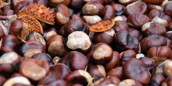 Ordu’nun Fındık Müzesi Bağış Bekliyor