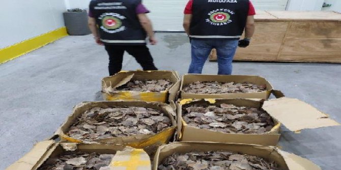 İstanbul Havalimanı’nda 8,5 Milyon Lira Değerinde Pangolin Pulu Ele Geçti