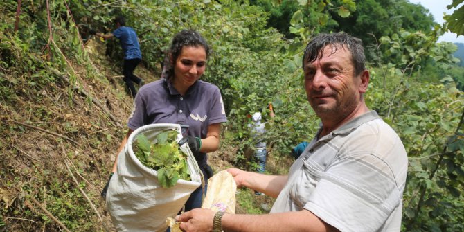 Fındık Hasadı Başladı