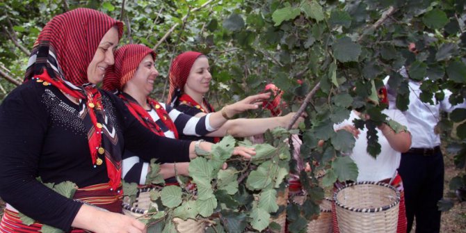 Fındık Üreticisinde Çifte Bayram