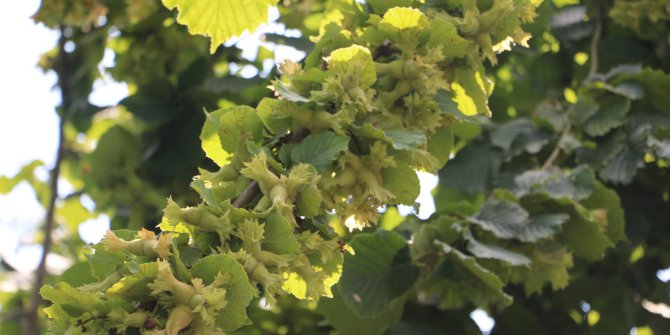 Fındık İhracatı Yüz Güldürüyor