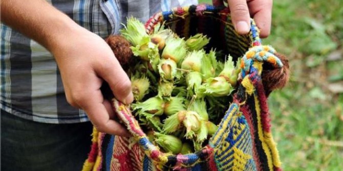 Ordu’da Hasat, Şenlikle Başlıyor