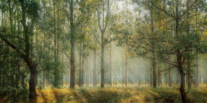 1 Yılda 255 Milyon 433 Bin Fidan Dikildi