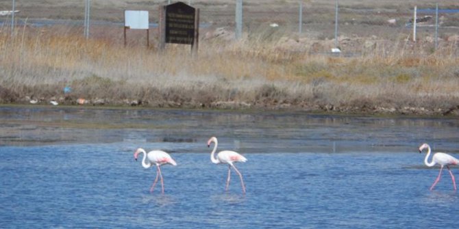 Ulusal Öneme Haiz Sulak Alanlarımızın Sayısı 59’a Yükseldi