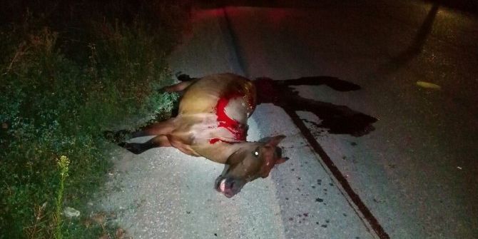 Halk Otobüsünün Çarptığı At Telef Oldu