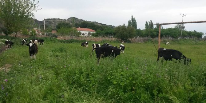 Germencik Moralı Köyü