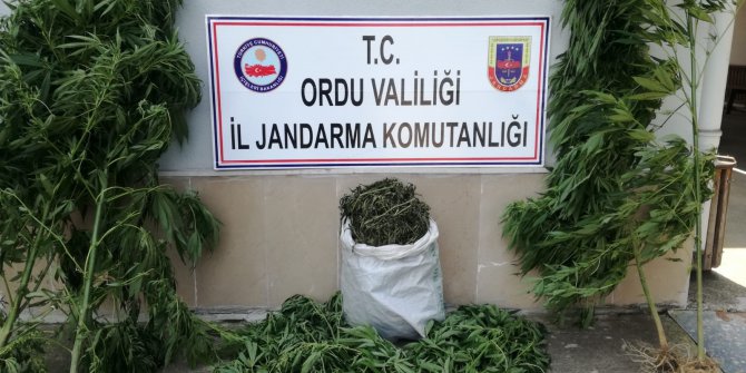 Jandarma’dan Kenevir Operasyonu
